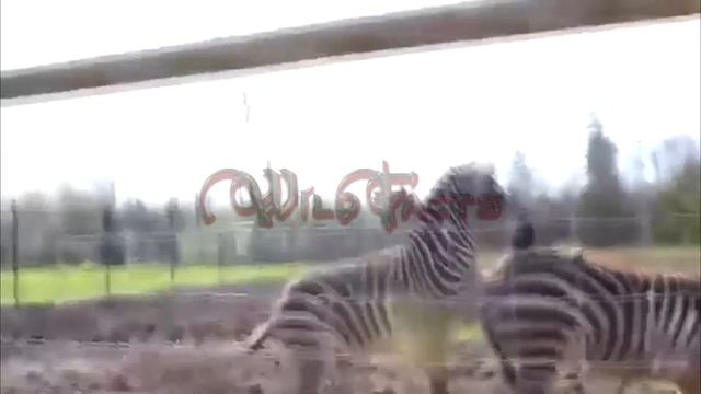 Zebra Mating Compilation смотреть онлайн