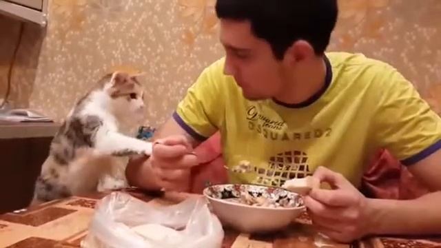 Жизнь котов и кошек смотреть онлайн