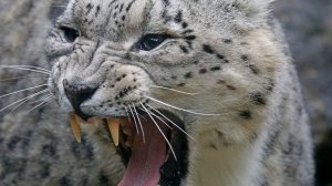 Снежный барс. Экстремальный хищник под защитой человека