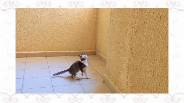 Вам повезло что это видео нашло вас!Знакомство с котёнком :3 смотреть онлайн