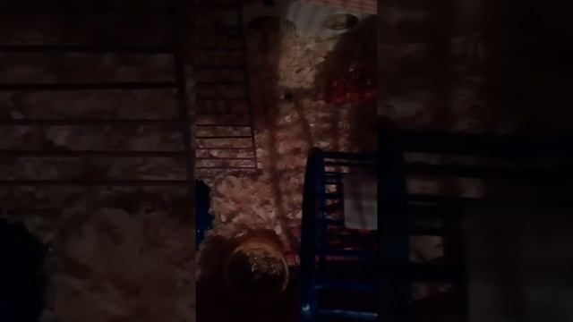 Что обязательно должно быть в клетке хомяка. Знакомьтесь мой хомяк Джери!!! смотреть онлайн
