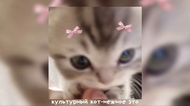 нежное это, культурный кот-speed up смотреть онлайн