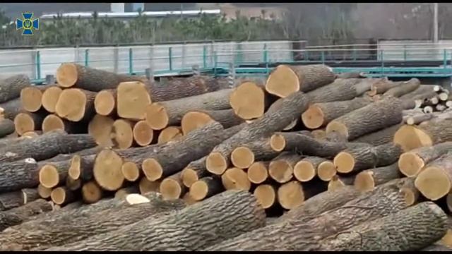 На Кіровоградщини СБУ блокувала масштабний нелегальний експорт високоякісної деревини смотреть онлайн