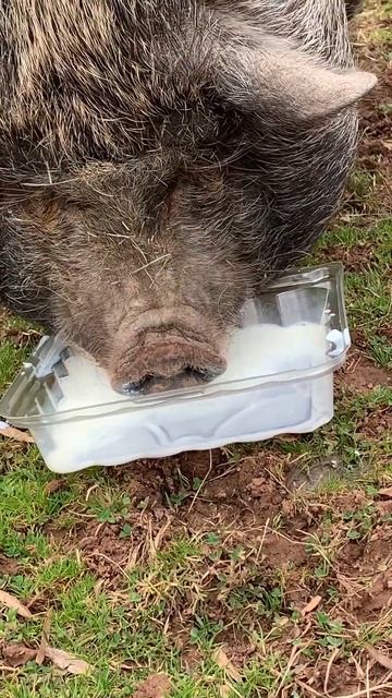 Pot Belly Pig Milk Mustache смотреть онлайн
