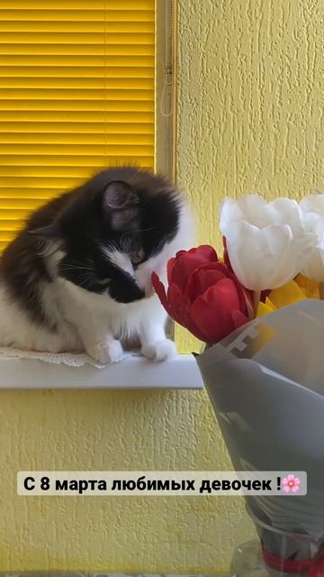 Кот ест тюльпаны!🌷 #котсемен #cat #catshorts смотреть онлайн
