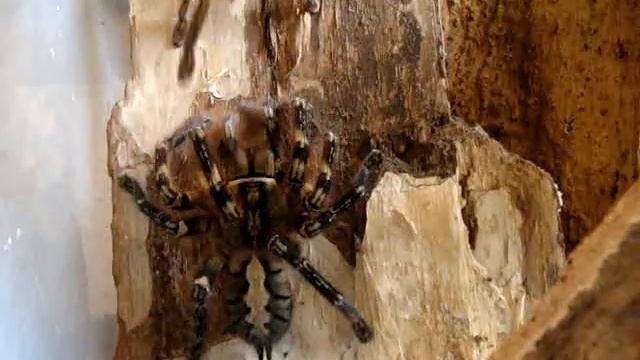Poecilotheria Ornata Mating