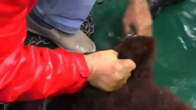 В медвежьем приюте на Украине выхаживают пострадавших зверей смотреть онлайн