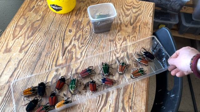 Mecynorrhina torquata ugandensis Der Schlupf beginnt смотреть онлайн