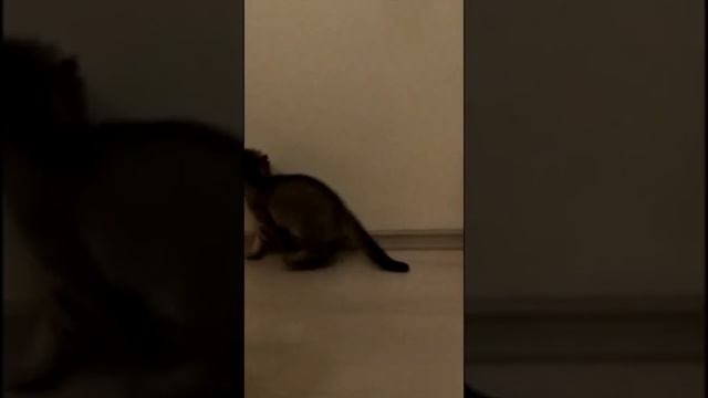 Котик полирует стену смотреть онлайн