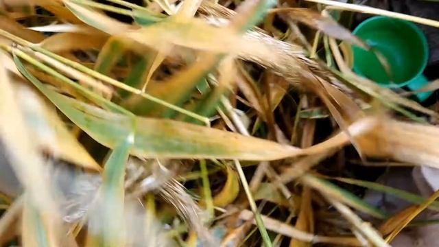 Охота на северную 2018, супер манок смотреть онлайн