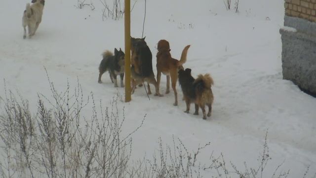 СОБАЧЬЯ СВАДЬБА смотреть онлайн