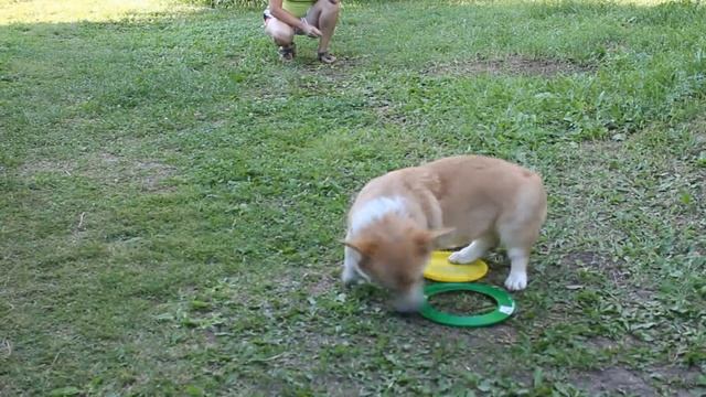 Corgi. Летние каникулы корги смотреть онлайн
