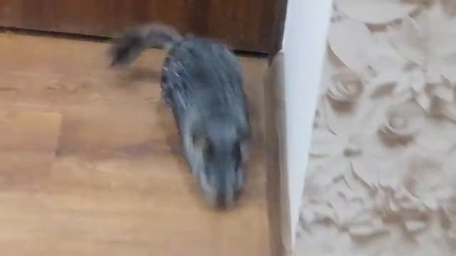 Шиншилла дома