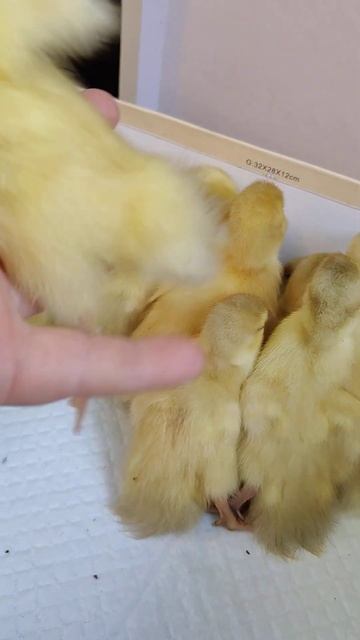 Индоутками занимаюсь 4ый год, основной шоколадный окрас в работе, и миксованные🦆 #индоутки #казань смотреть онлайн