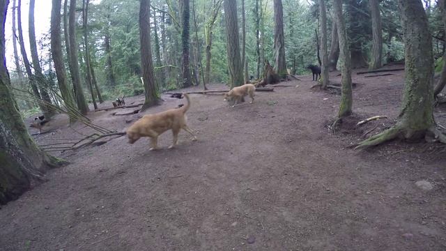 Animal Magnetizm Dog Daycare Feb 2016