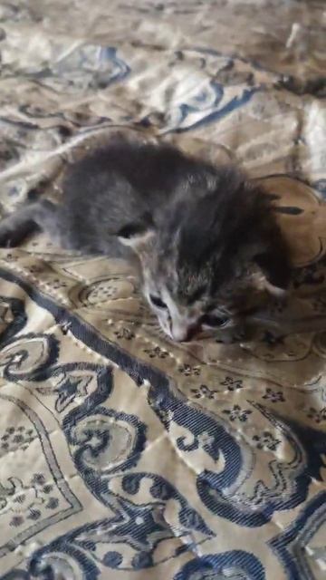 Котёнку 11 дней смотреть онлайн