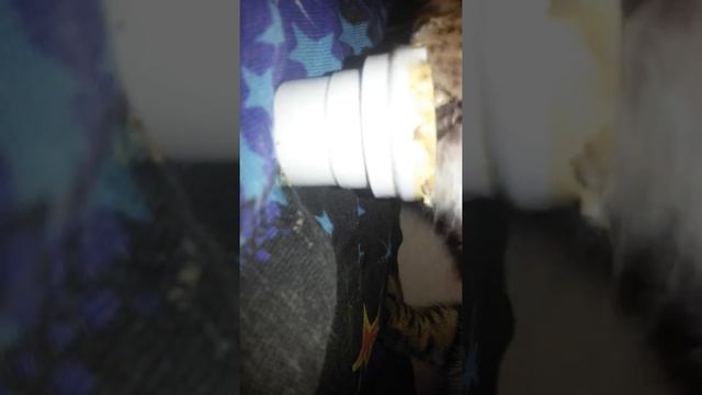 Как кот жрет печеночный паштет))) смотреть онлайн