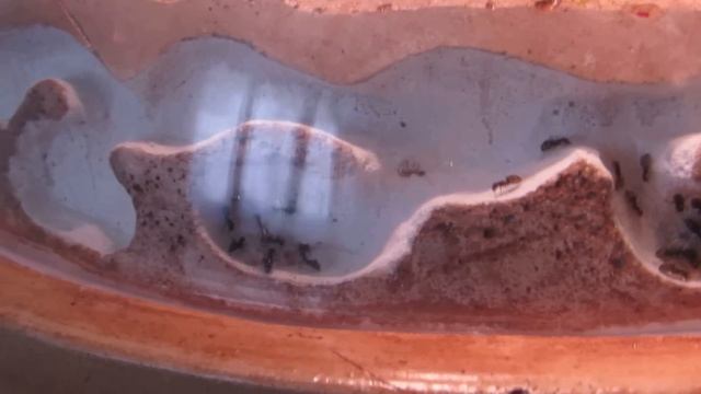 Lasius dans le Dôme de Microfaune.fr et Formica fusca смотреть онлайн