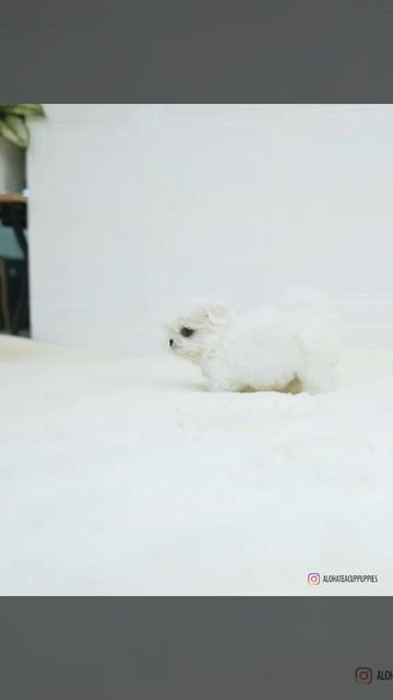 Tiniest and cutest teacup Maltese here😎 - Aloha Teacup Puppies смотреть онлайн