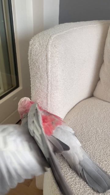Cockatoo #galah #parrot #birds #pets #youtubeshorts ##cockatoo #cockatiel #trending смотреть онлайн
