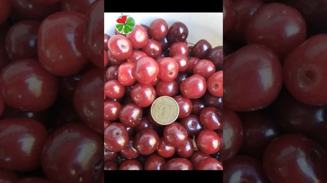 "Живое удобрение" - волшебная органика! смотреть онлайн