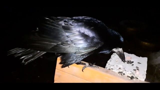 Вечер с вороном Яшей во дворе 4 01 2023 смотреть онлайн