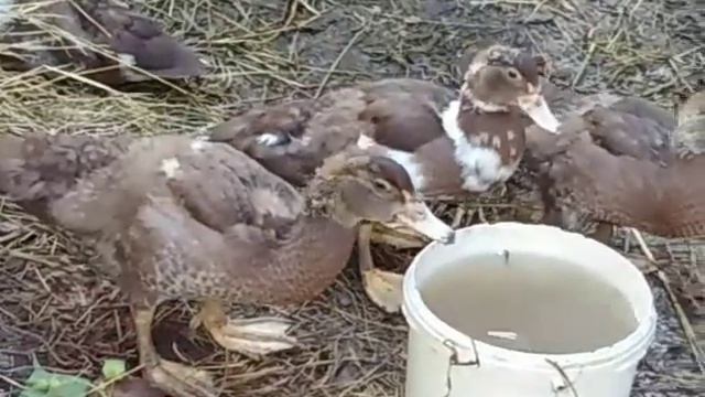 Обзор хозяйства 🐔🦆🥚 смотреть онлайн