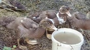 Обзор хозяйства 🐔🦆🥚