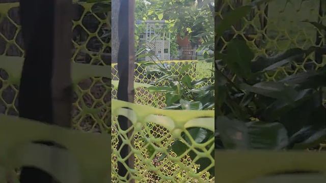 How and when started my backyard garden&zone 7b смотреть онлайн