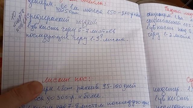 Какие томаты ,когда сажать на рассаду?.10.03.24г. смотреть онлайн