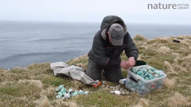 Man sorting seabird eggs, including those of common guillemots into egg boxes, Iceland, May. смотреть онлайн