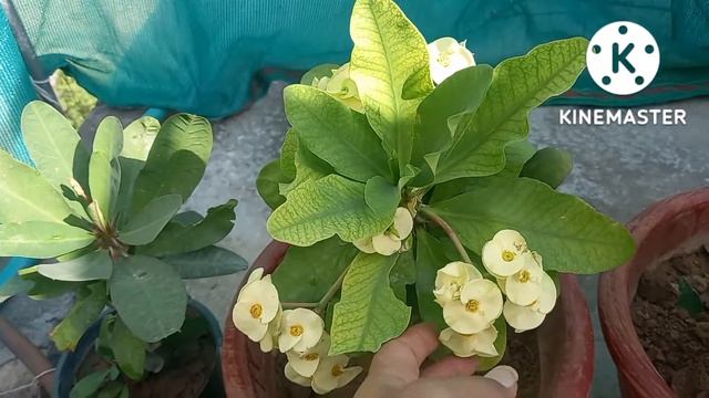 Thorn of crown // Euphorbia milli plant care tips // poisonous for human body смотреть онлайн