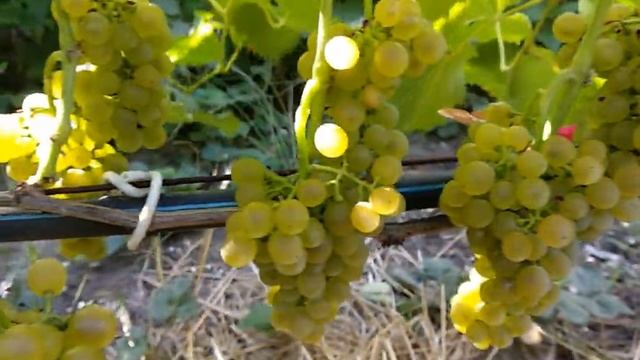 Солярис значит Солнце. Описание технического винограда.