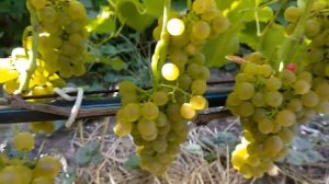 Солярис значит Солнце. Описание технического винограда.