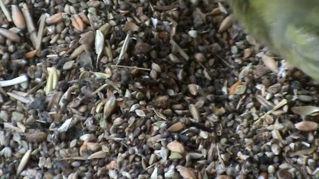 Чиж на отсеве смотреть онлайн