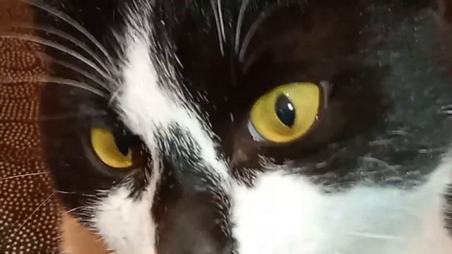 Школа Котов 1 ,кто учитель ???)🐕🐇🐈⬛Смешные ситуаций с лапками 🐈⬛🐇🐕 смотреть онлайн