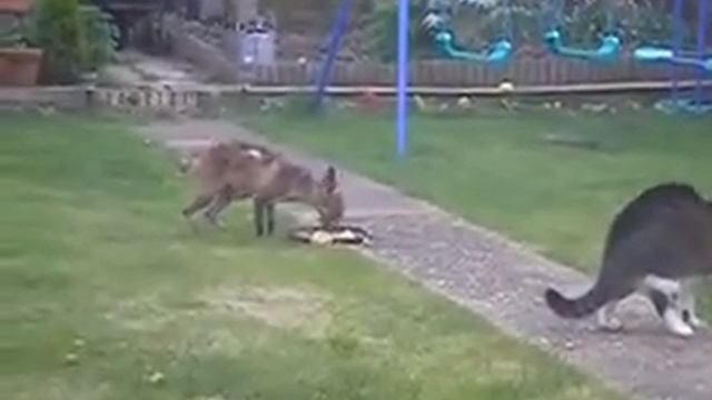 Храбрый кoт против лисы Brave cat against foxо смотреть онлайн