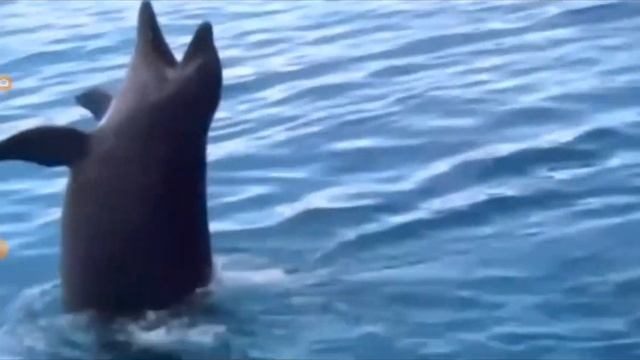 en un minuto más o menos el balfin смотреть онлайн