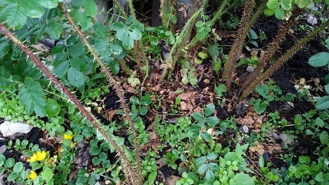 Ржавчина на розах. Лечение _ АРХИВ смотреть онлайн