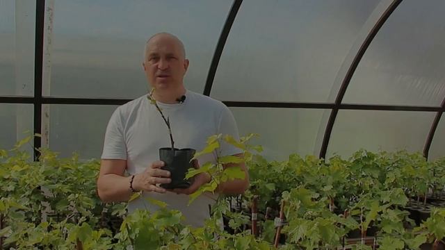 Гибель саженцев - причины и проблемы. смотреть онлайн