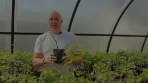 Гибель саженцев - причины и проблемы.