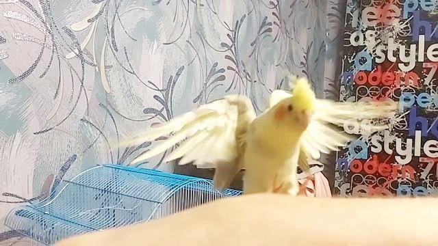 Карелла Риччи наша птичка смотреть онлайн