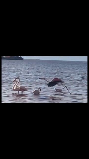 #животные #фламинго #взлет смотреть онлайн