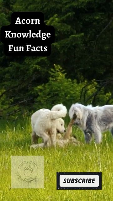 Acorn Knowledge Fun Facts Old English Sheepdog смотреть онлайн
