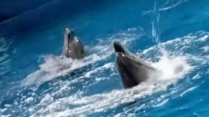 А вы слышали, как поют дельфины