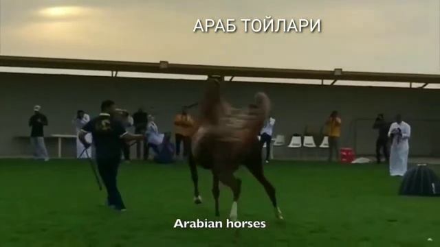 ЛОШАДЬ ЧЕМПИОН КАК ЖИВЁТ смотреть онлайн