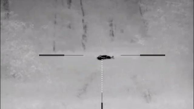 Thermal hog hunting Pulsar Trail XP50 смотреть онлайн
