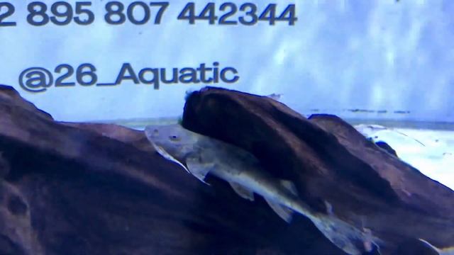 [26 Aquatic] Bagarius Yarrelli India смотреть онлайн