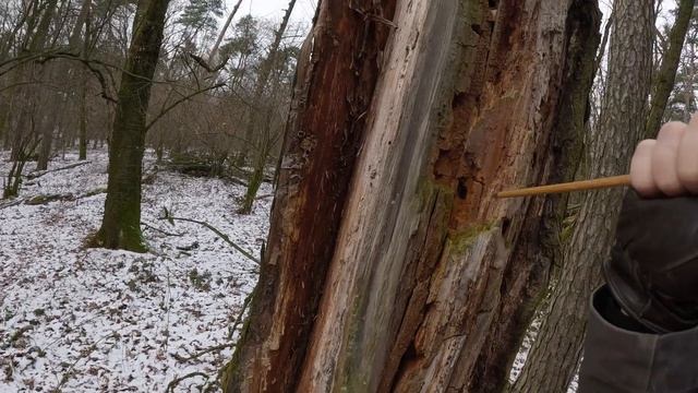 Já, Luk a Pes | Me, Bow and Dog | No.4 #archery #traditionalbow #outdooradventure #outdoors смотреть онлайн