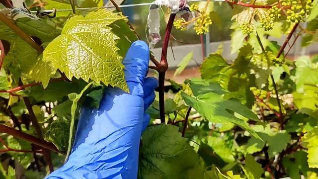 ВИНОГРАД РОВНЫМ ВЕРТИКАЛЬНЫМ СТРОЕМ | НОРМИРУЕМ ГРОЗДИ смотреть онлайн